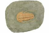 Cambrian Trilobite (Hamatolenus) - Tinjdad, Morocco #229604-1